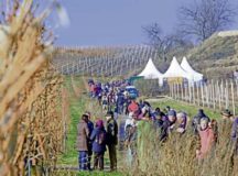 Hikers walk on a hiking path along vineyards during the red wine hike taking place Jan. 24 to 26 in Freinsheim. Courtesy photos