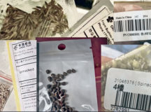 Handling of unsolicited seed packets from China