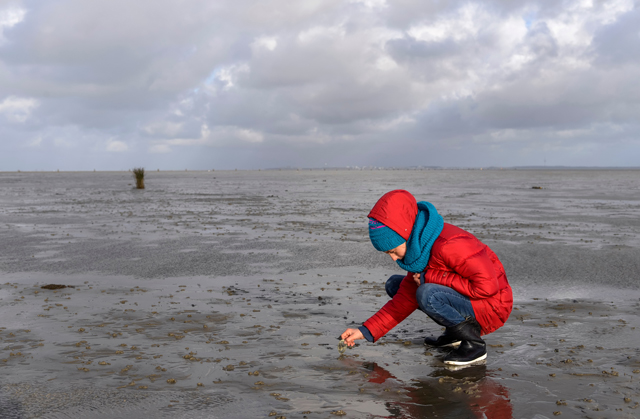 Germany’s National Parks: Hamburg Wadden Sea National Park